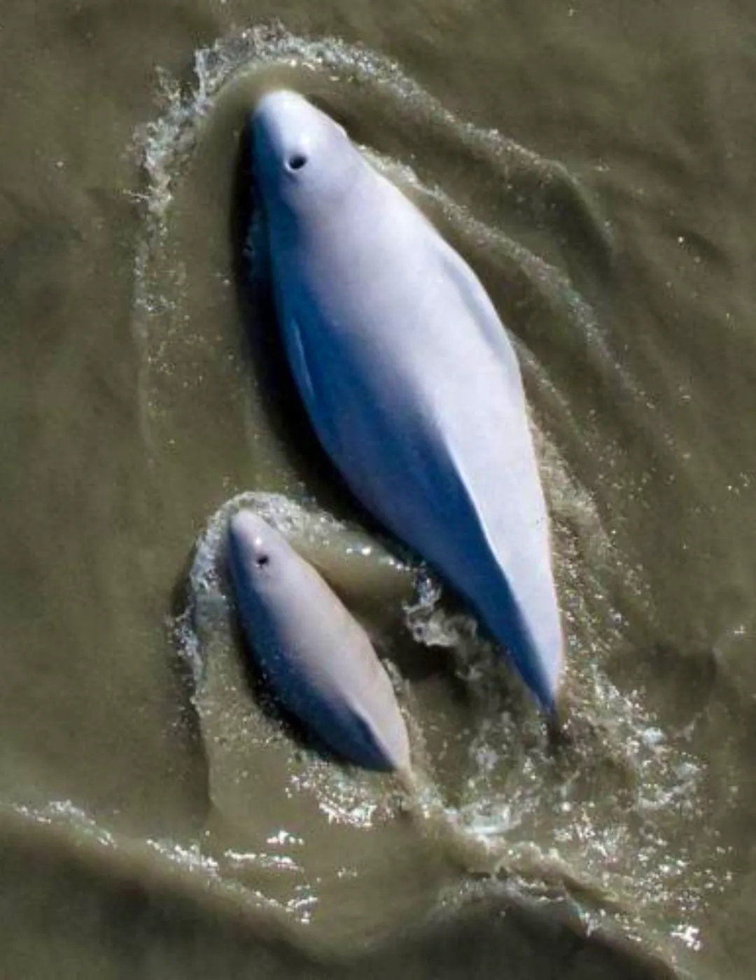 Beluga Whale | Defenders of Wildlife